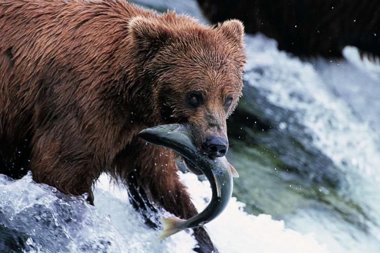 bear and fish 